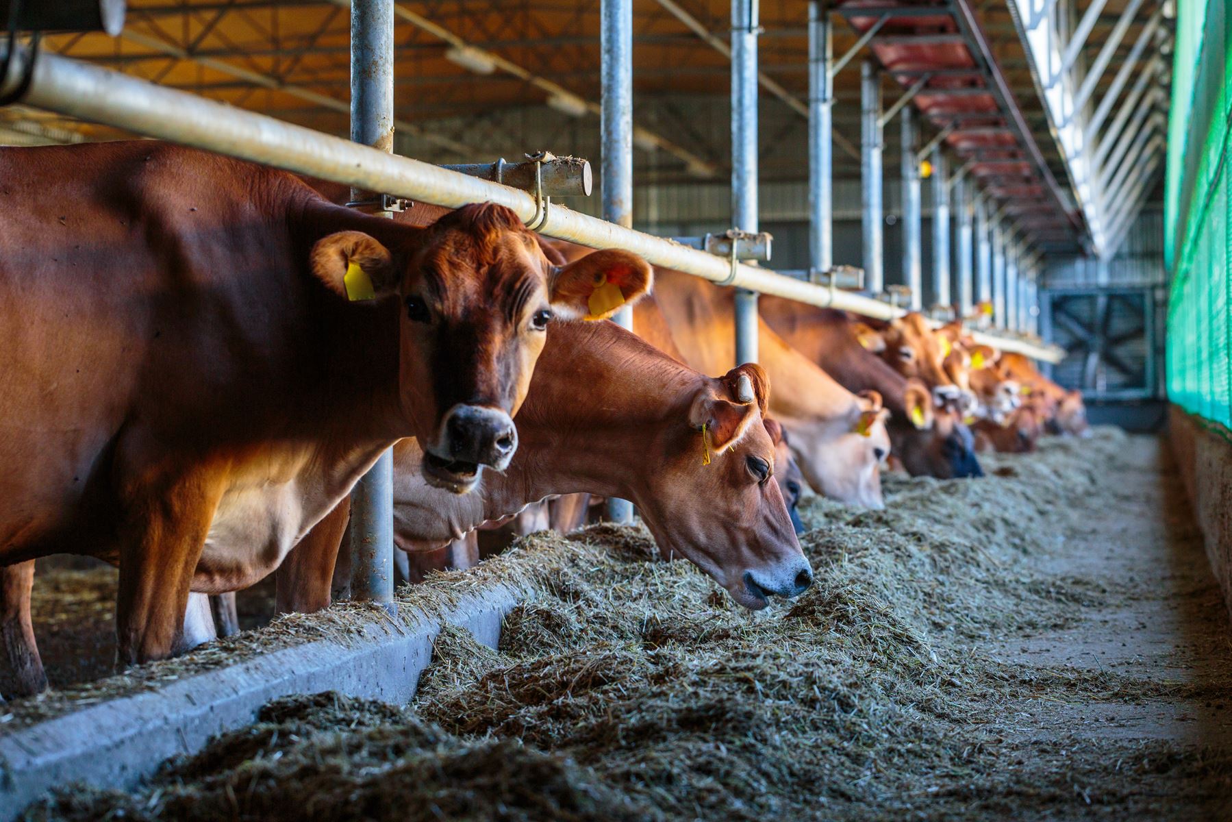 close up of cattle feeding on hay